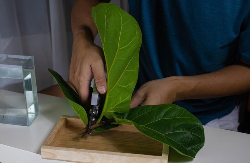 All You Need To Know About Fiddle Leaf Fig Trees & Their Care - Shrubhub