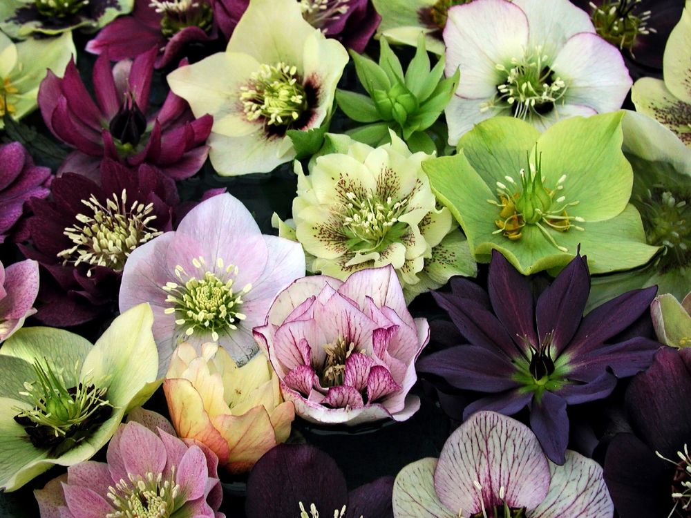 How to Grow & Care for Hellebore Flowers - Shrubhub