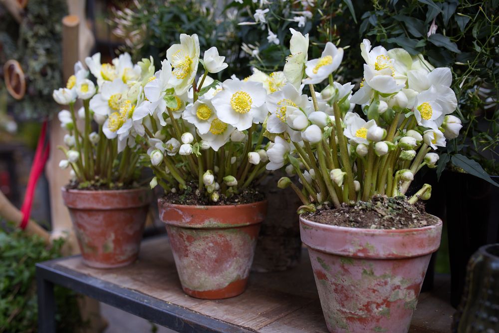 How to Grow & Care for Hellebore Flowers - Shrubhub