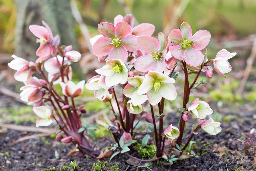 How to Grow & Care for Hellebore Flowers - Shrubhub