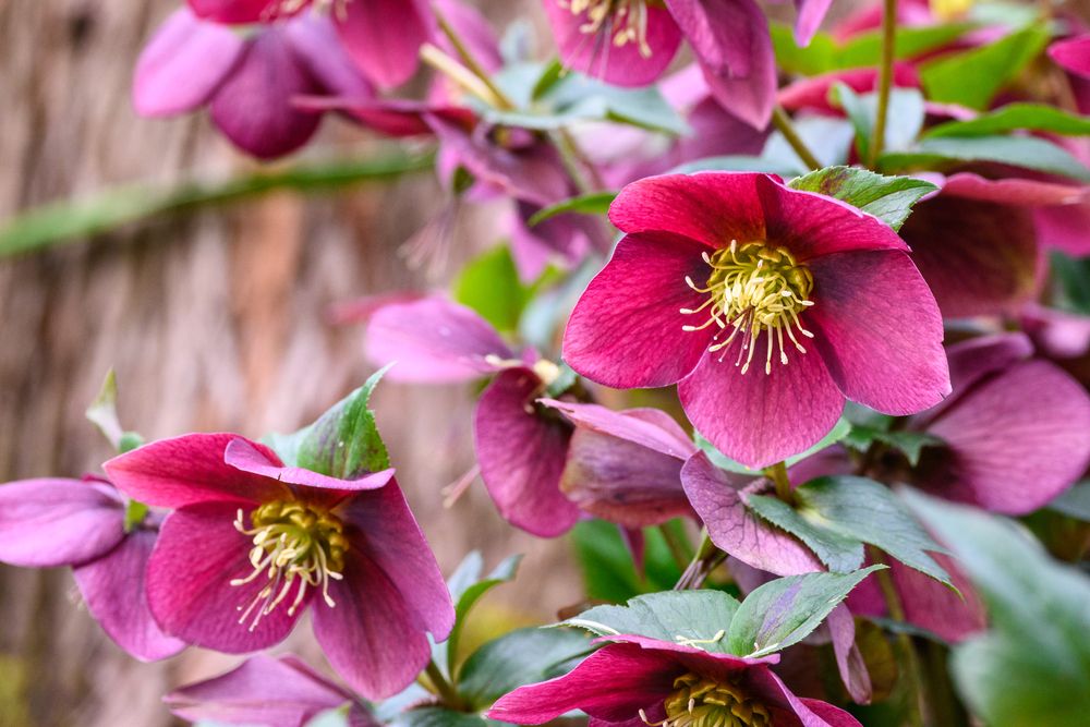 How to Grow & Care for Hellebore Flowers - Shrubhub