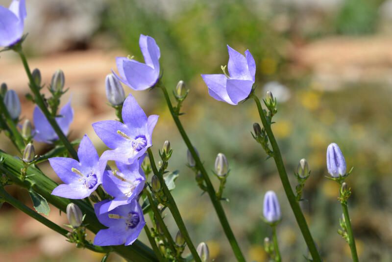 10 Stunning Tall Perennials to Elevate Your Landscape - Shrubhub