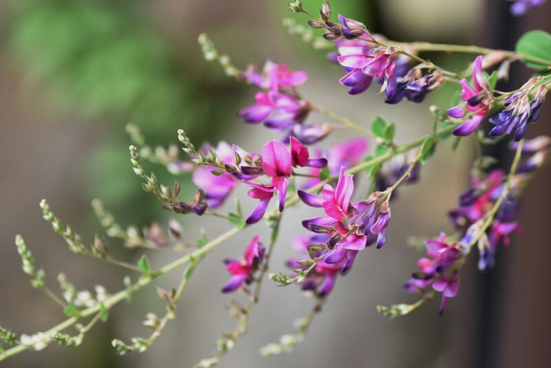 10 Stunning Tall Perennials to Elevate Your Landscape - Shrubhub