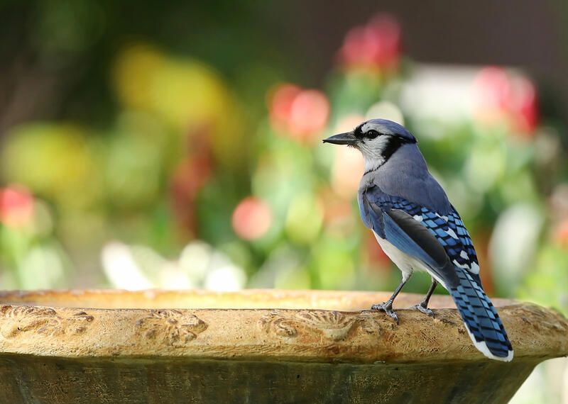 The Secret Method on How to Attract Birds to Your Yard - Shrubhub