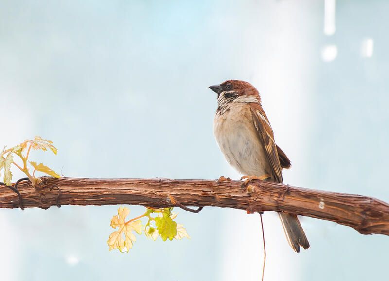 The Secret Method on How to Attract Birds to Your Yard - Shrubhub