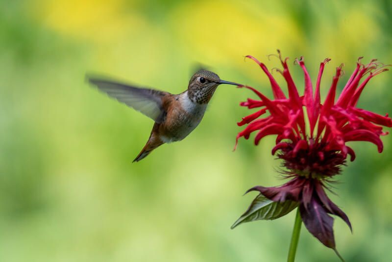 The Secret Method on How to Attract Birds to Your Yard - Shrubhub