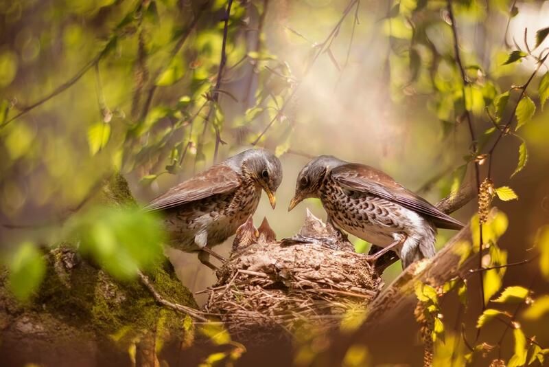 The Secret Method on How to Attract Birds to Your Yard - Shrubhub
