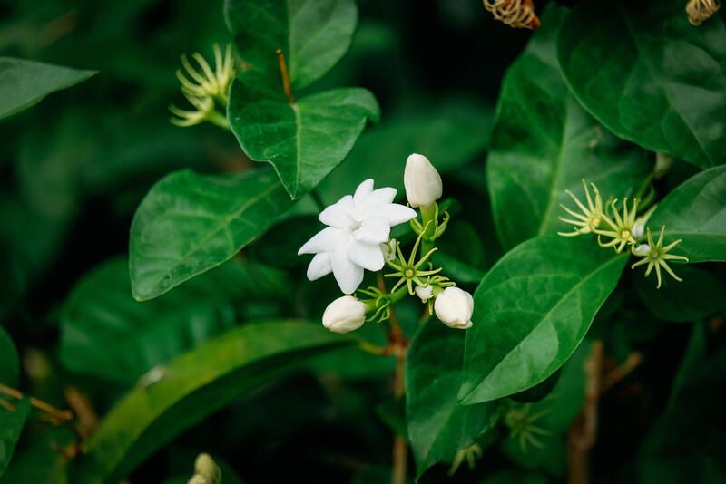 17 of the Most Fragrant Roses for Sweet Scents All Season Long