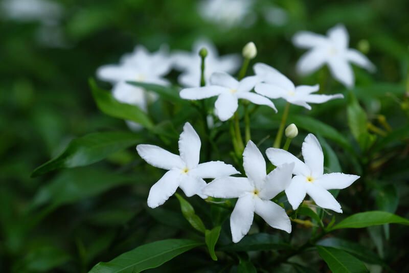 19 Most Fragrant Flowers for a Colorful Scented Garden - Shrubhub