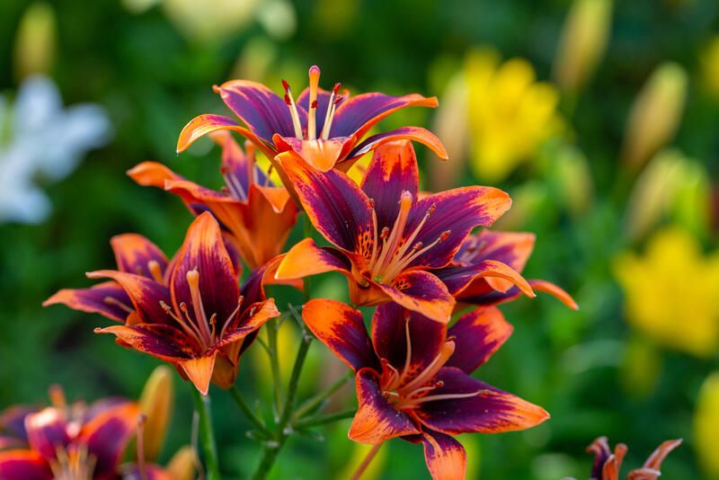 19 Most Fragrant Flowers for a Colorful Scented Garden - Shrubhub