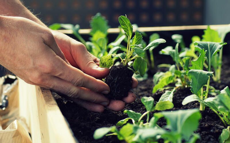 What Is No-Dig Gardening and How to Create a No-Dig Garden - Shrubhub