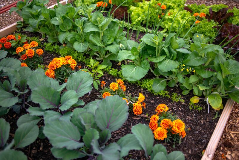 Great Vegetable Garden Layout Ideas - Shrubhub