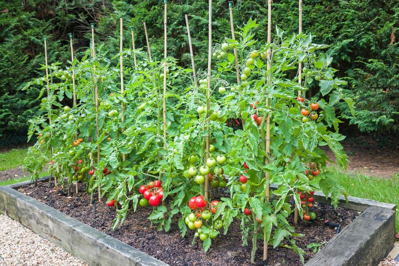 Great Vegetable Garden Layout Ideas - Shrubhub