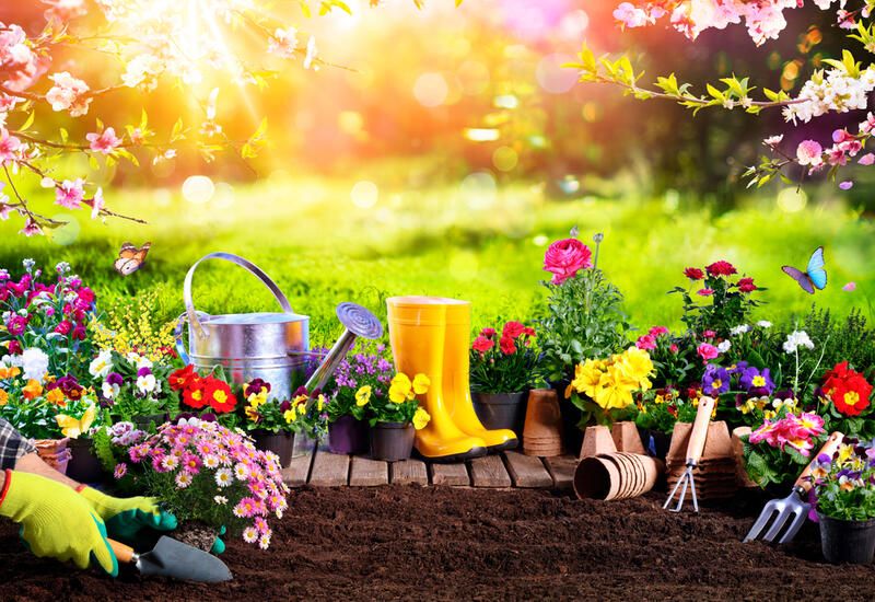 The Best 10 Flowers to Plant in Spring to Brighten up Your Backyard - Shrubhub