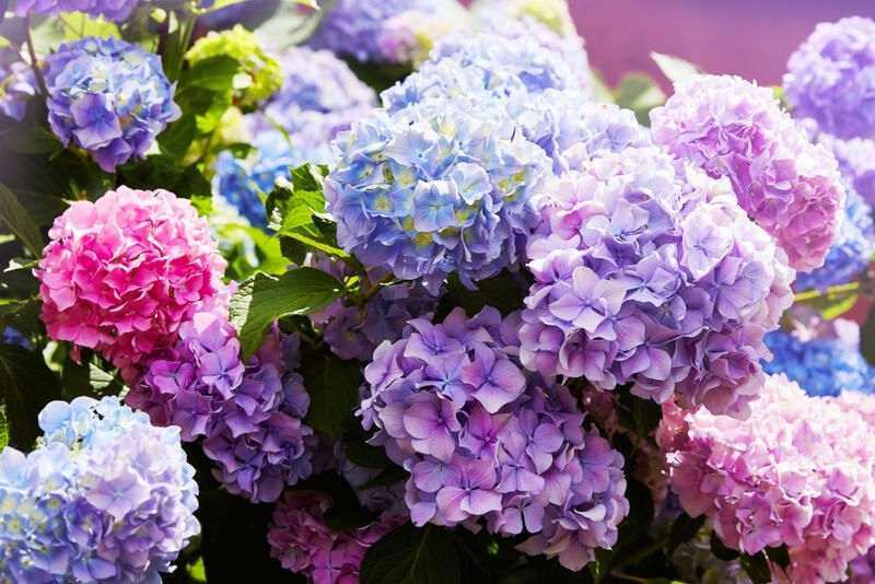 The Best 10 Flowers to Plant in Spring to Brighten up Your Backyard - Shrubhub