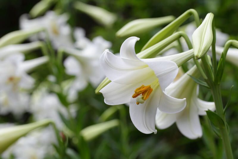 The Best 10 Flowers to Plant in Spring to Brighten up Your Backyard - Shrubhub