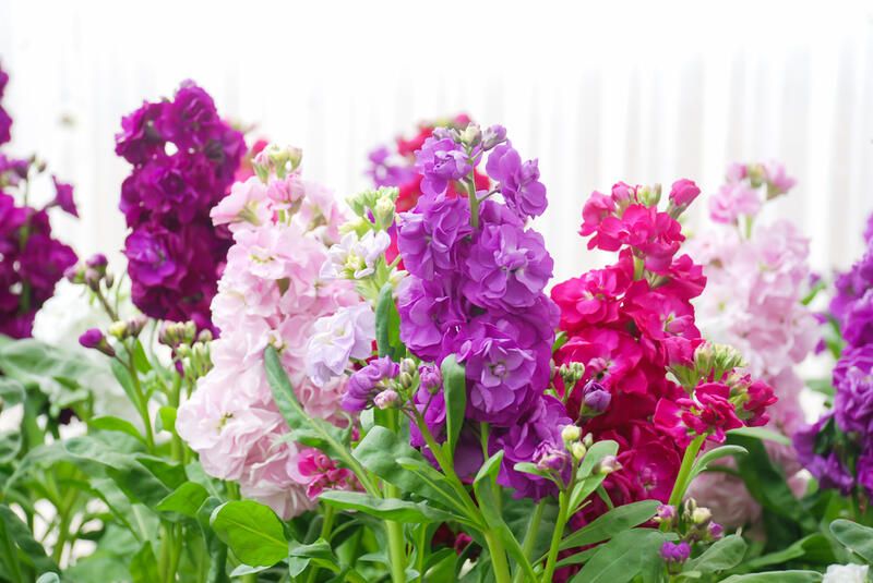 The Best 10 Flowers to Plant in Spring to Brighten up Your Backyard - Shrubhub