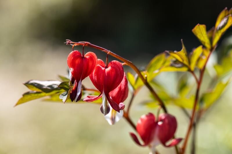 The Best 10 Flowers to Plant in Spring to Brighten up Your Backyard - Shrubhub