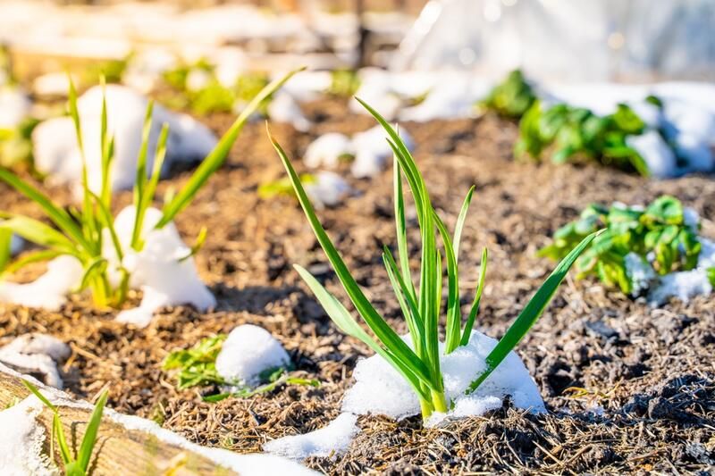 The Safest Way to Melt Garden Ice & Snow: Avoid Damaging Plants - Shrubhub
