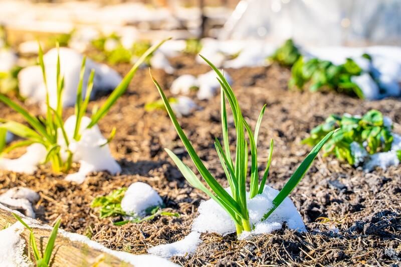 The Safest Way to Melt Garden Ice &amp; Snow: Avoid Damaging Plants - Shrubhub