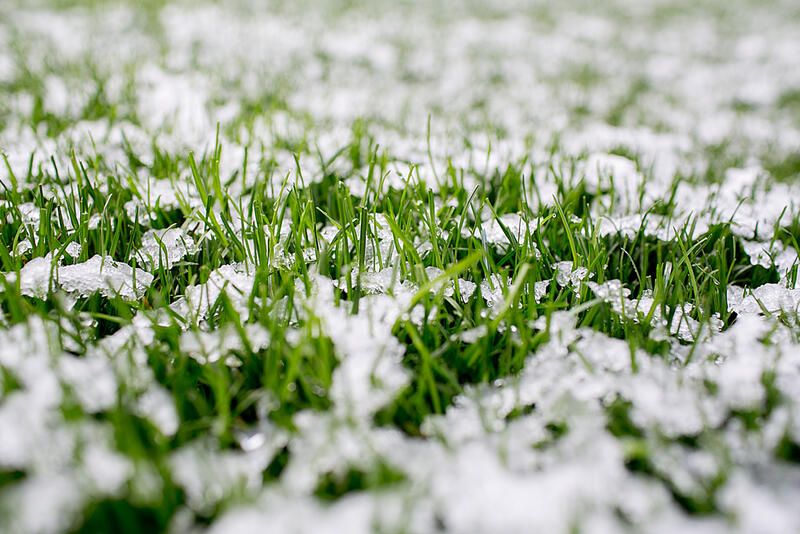 The Safest Way to Melt Garden Ice &amp; Snow: Avoid Damaging Plants - Shrubhub