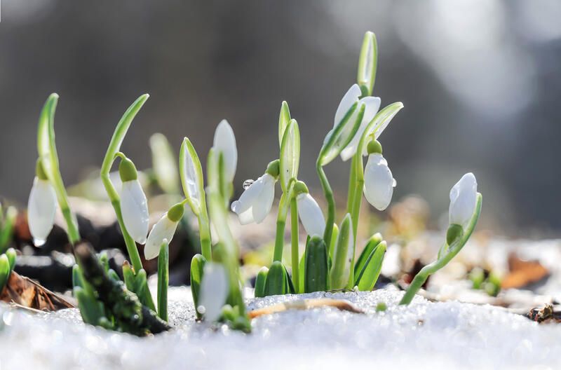 The Safest Way to Melt Garden Ice &amp; Snow: Avoid Damaging Plants - Shrubhub