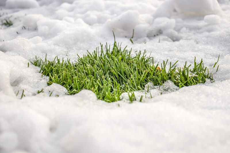 The Safest Way to Melt Garden Ice &amp; Snow: Avoid Damaging Plants - Shrubhub