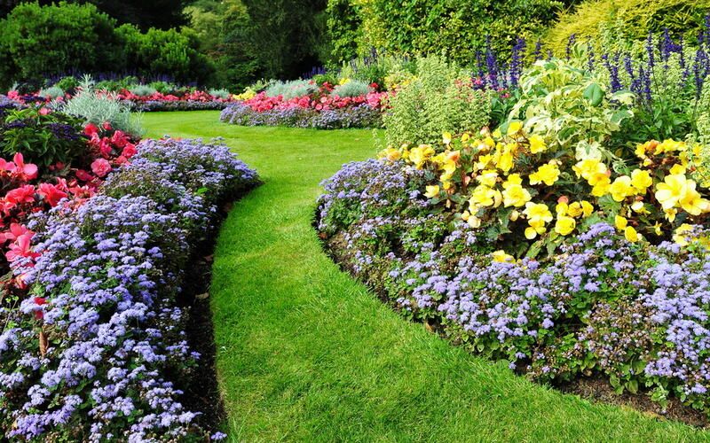 Attract Pollinators With A Low-Maintenance Tapestry Lawn - Shrubhub
