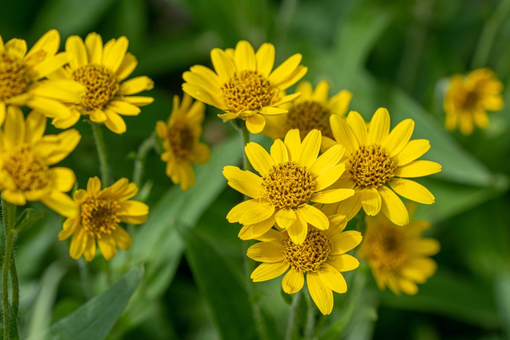 Healing Flowers – Info on Health Benefits and Uses - Shrubhub