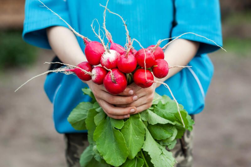 What to Grow in a Garden - Gardening for Beginners - Shrubhub