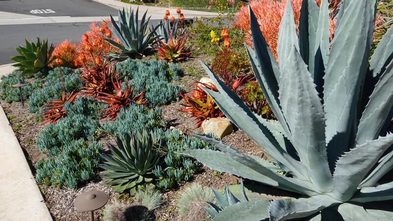 27 Affordable And Low Maintenance Dallas Landscaping Ideas - Shrubhub