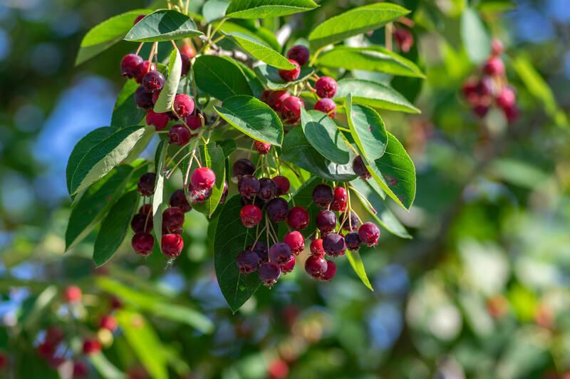 The Best White Flowering Trees to Light Up Any Yard - Shrubhub