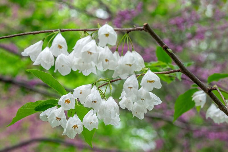 white flowering trees