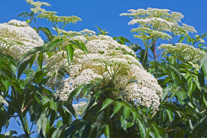 The Best White Flowering Trees to Light Up Any Yard - Shrubhub