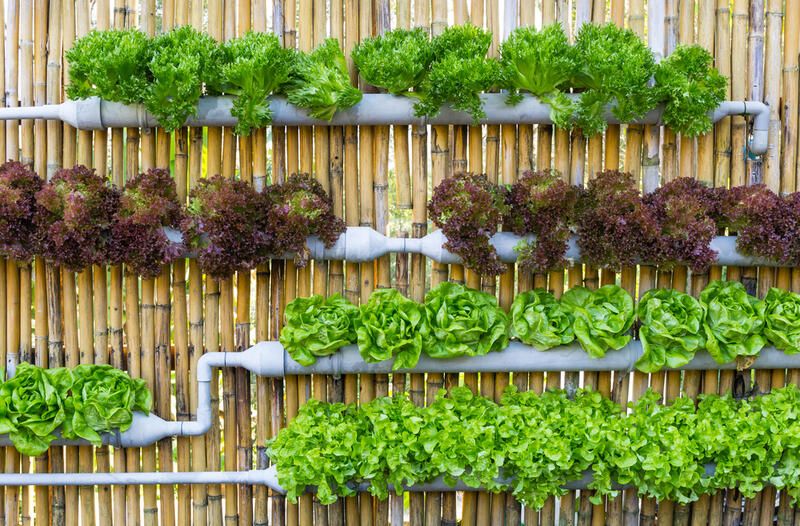 Design Tips to Help With Your Outdoor Vertical Garden - Shrubhub