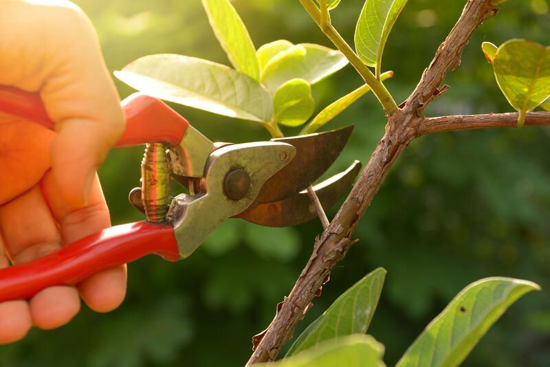 Design Tips to Help With Your Outdoor Vertical Garden - Shrubhub