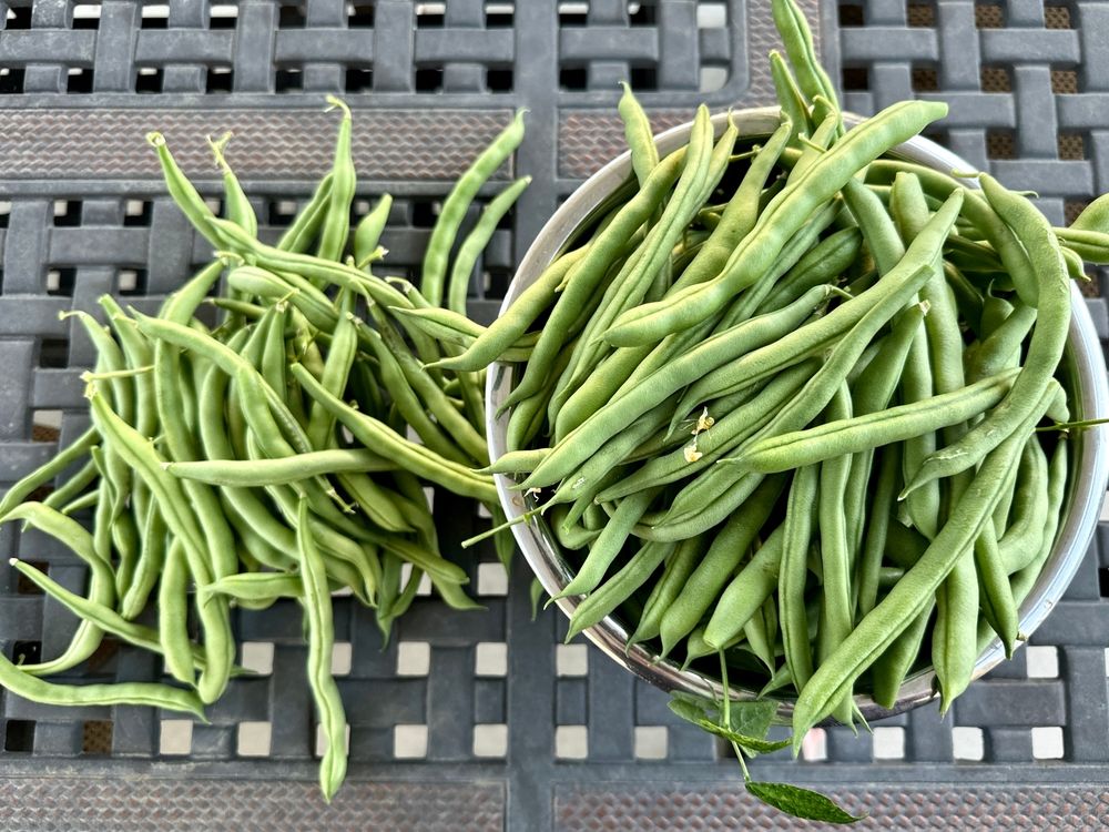 Bean Plants: Growing Instructions for Deliciously Fresh Beans  - Shrubhub