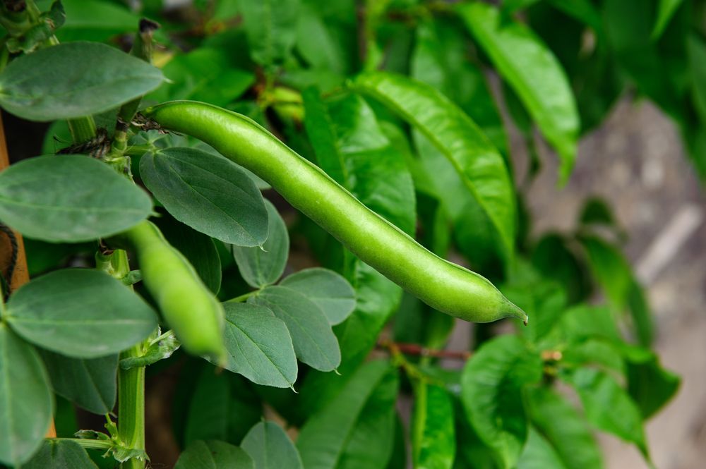 Bean Plants: Growing Instructions for Deliciously Fresh Beans  - Shrubhub