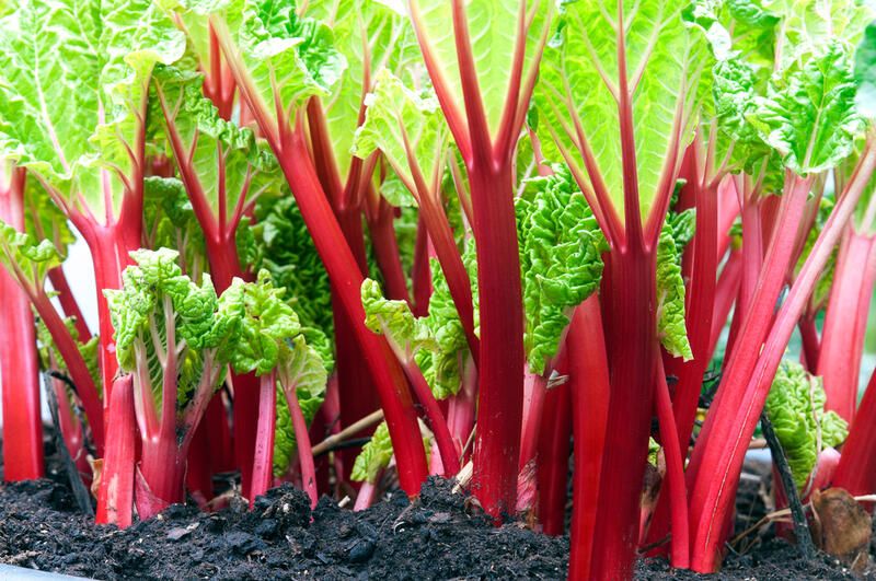 Most Popular Spring Vegetables to Plant For Your Location - Shrubhub