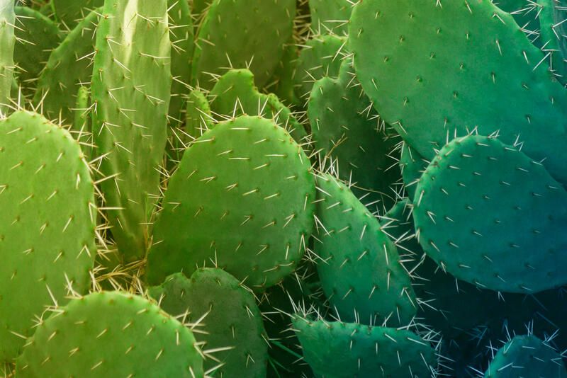 How to Grow Cacti Successfully -Landscaping with Cacti - Shrubhub