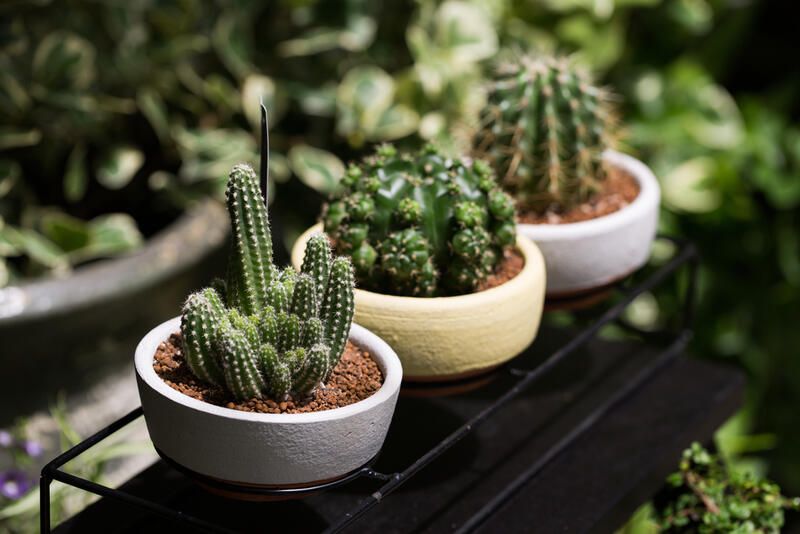 How to Grow Cacti Successfully -Landscaping with Cacti - Shrubhub