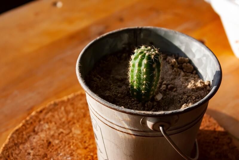 How to Grow Cacti Successfully -Landscaping with Cacti - Shrubhub