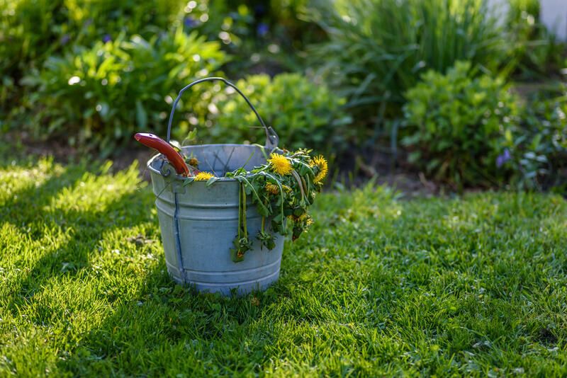 A Guide to The Most Common Types of Weeds & How to Handle Them - Shrubhub