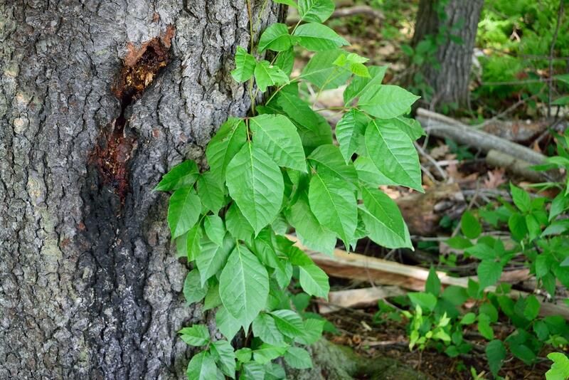 A Guide to The Most Common Types of Weeds & How to Handle Them - Shrubhub