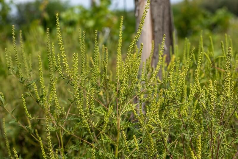 A Guide to The Most Common Types of Weeds & How to Handle Them - Shrubhub