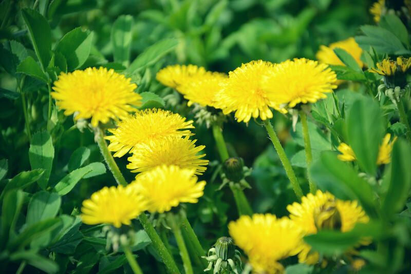 A Guide to The Most Common Types of Weeds & How to Handle Them - Shrubhub