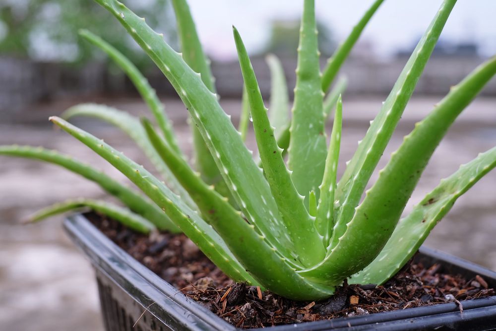 Benefits of Aloe Vera: Wound Healing to Blood Sugar Control  - Shrubhub