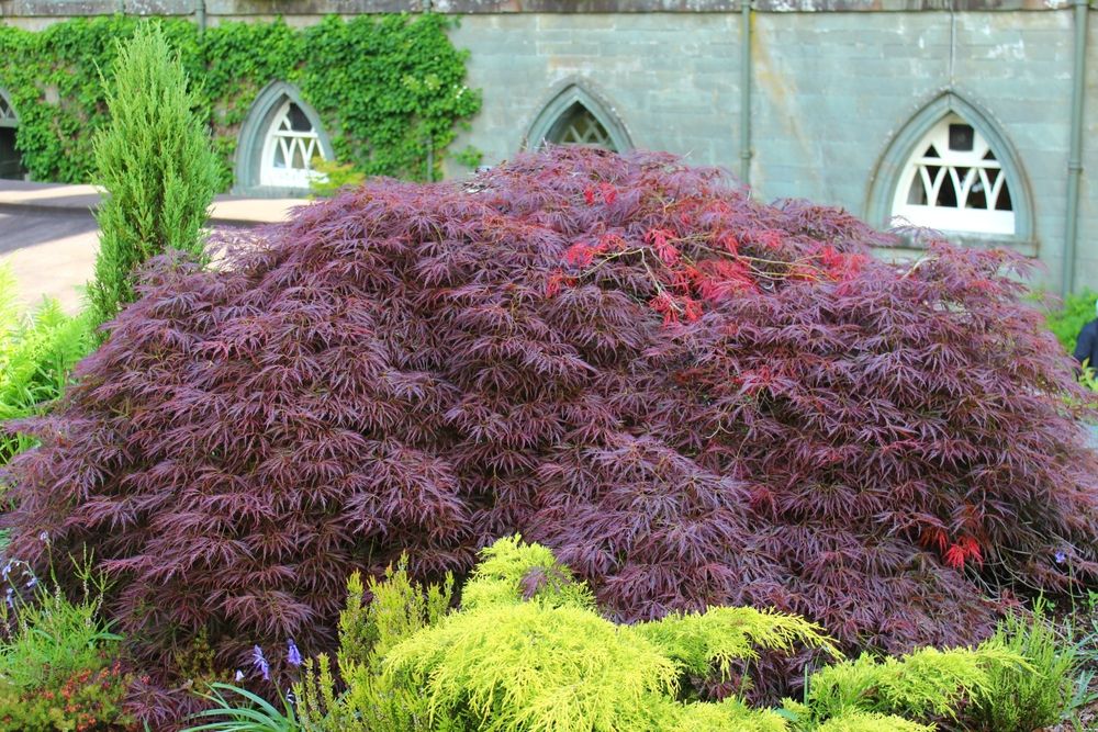 The Japanese Maple Bonsai - Growing & Care Instructions - Shrubhub