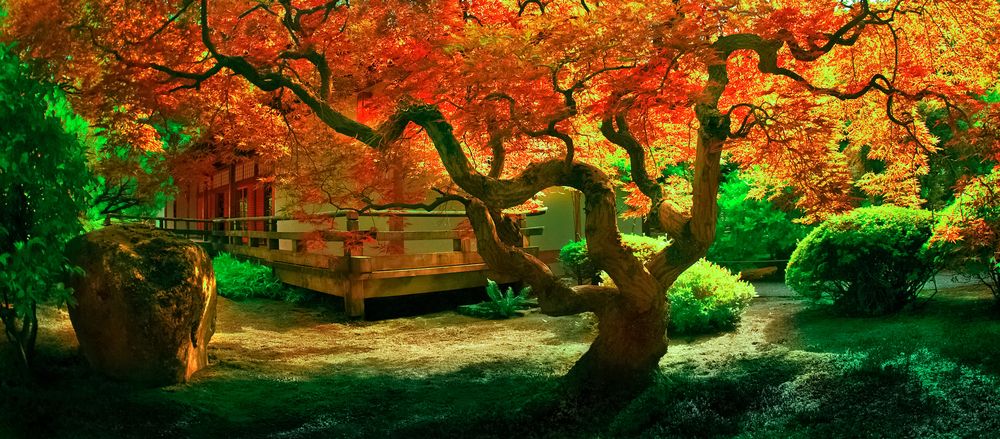 The Japanese Maple Bonsai - Growing & Care Instructions - Shrubhub