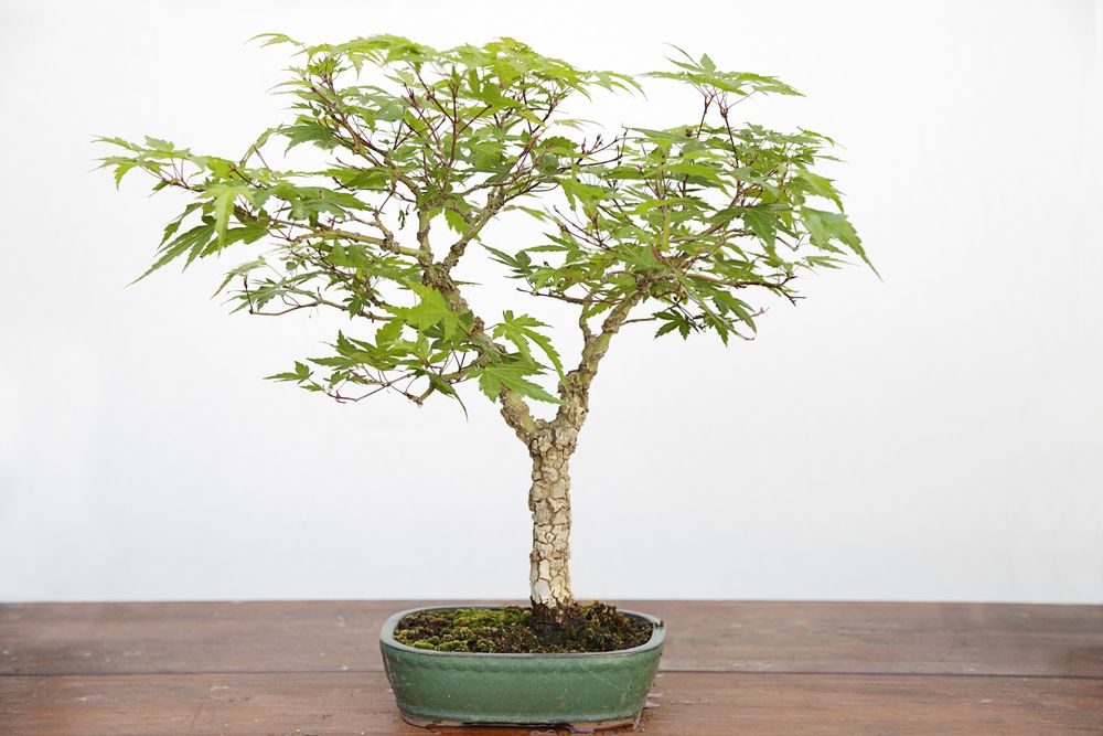 The Japanese Maple Bonsai - Growing & Care Instructions - Shrubhub